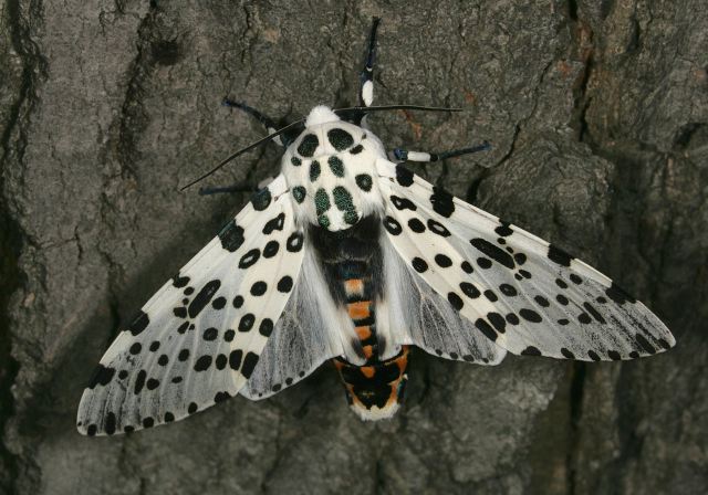 Hypercompe scribonia Arctiidae