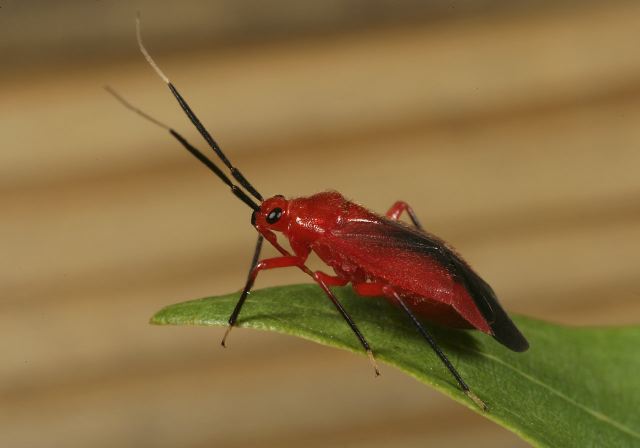 Lopidea Sp Miridae