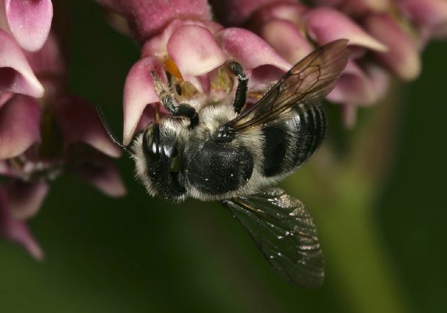 Megachile sp Megachilidae