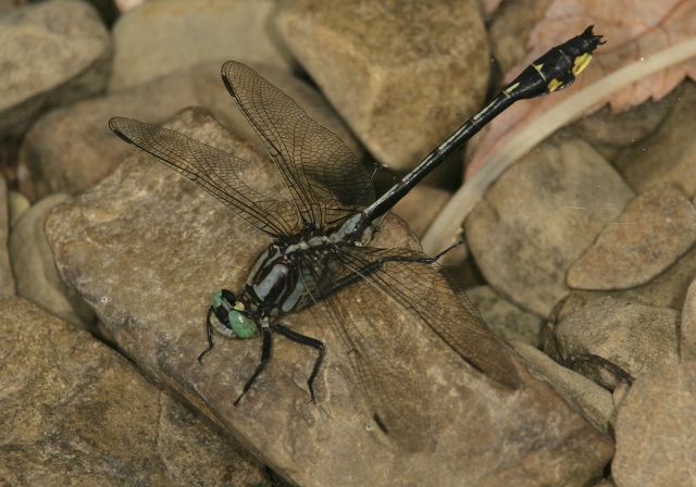 Gomphus fraternus Gomphidae