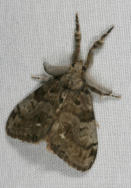 Orgyia leucostigma Lymantriidae