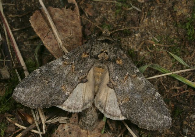 Peridea angulosa Notodontidae