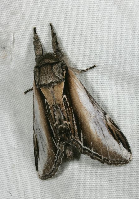 Pheosia rimosa Notodontidae