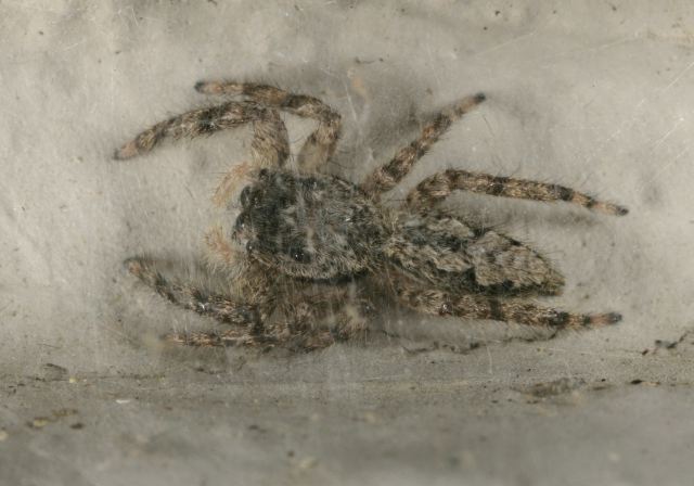 Platycryptus undatus  