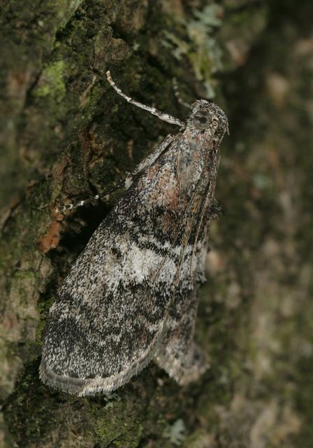 Pococera asperatella Pyralidae