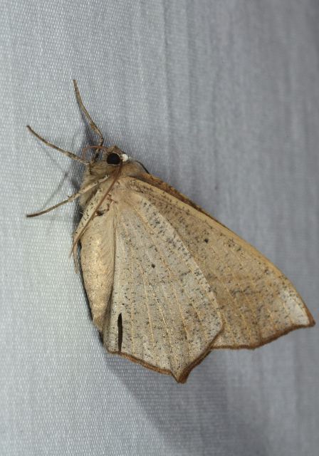 Prochoerodes lineola Geometridae