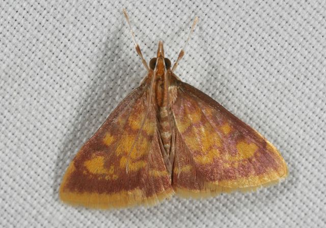 Pyrausta acrionalis Crambidae