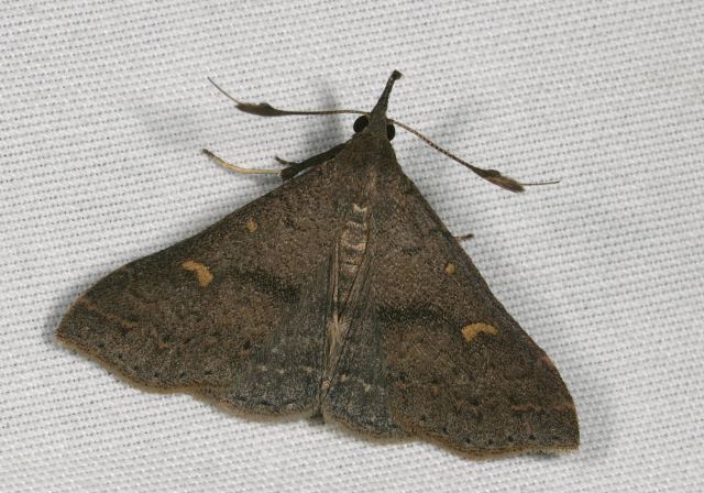 Renia sobrialis Noctuidae