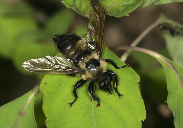 Laphria thoracica Asilidae