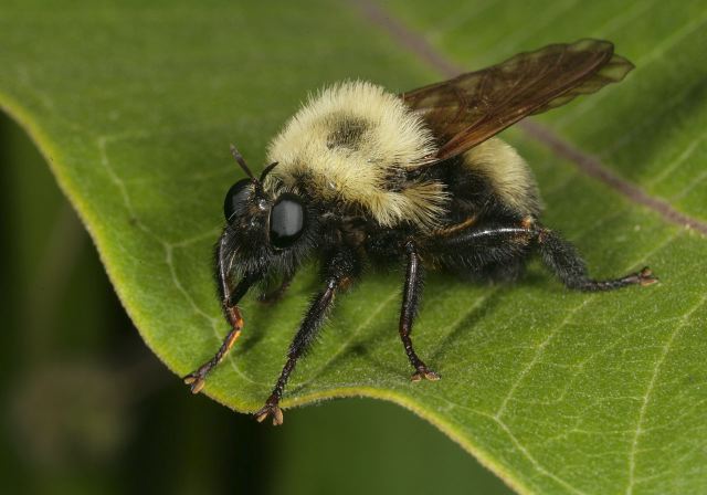 Laphria thoracica Asilidae