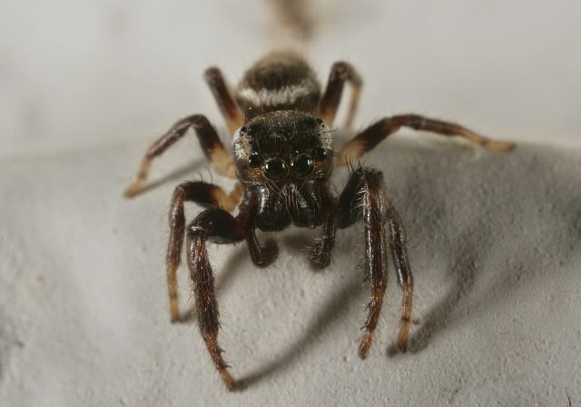 Sitticus Sp Salticidae