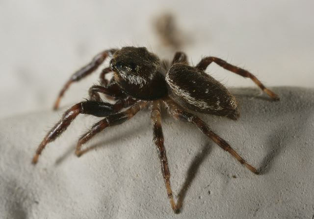 Sitticus Sp Salticidae