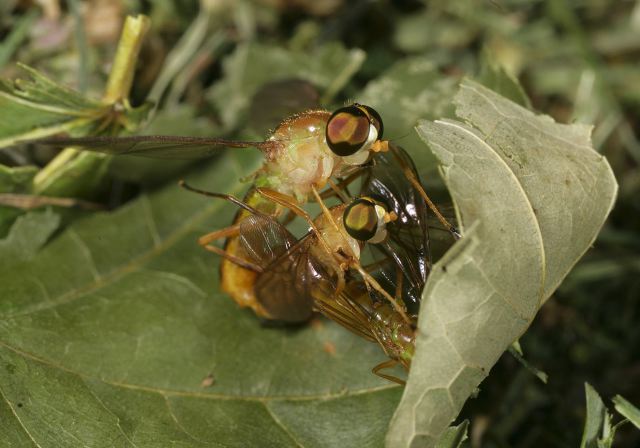 Ptecticus trivittatus Stratiomyidae