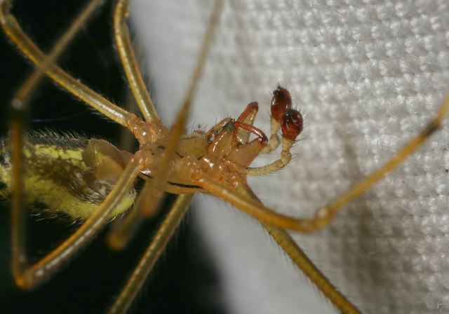 Enoplognatha ovata Theridiidae