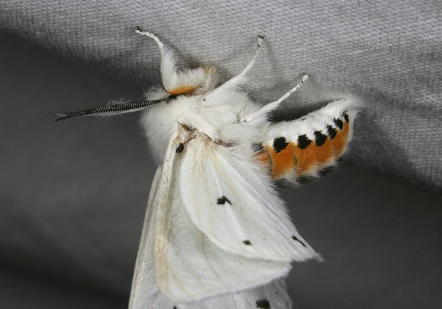 Spilosoma virginica Arctiidae