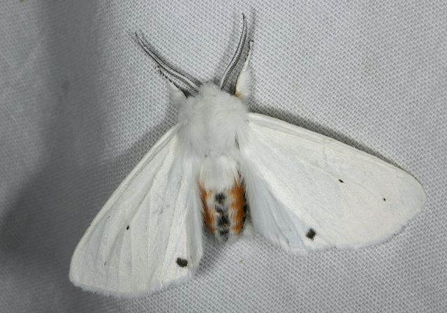 Spilosoma virginica Arctiidae