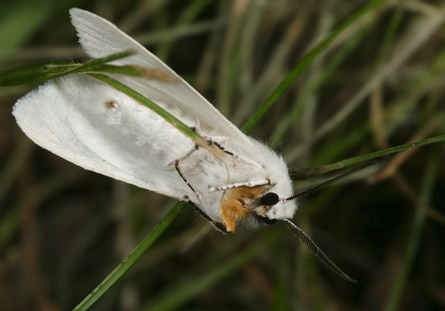 Spilosoma virginica Arctiidae