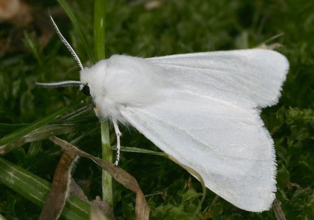 Spilosoma virginica Arctiidae