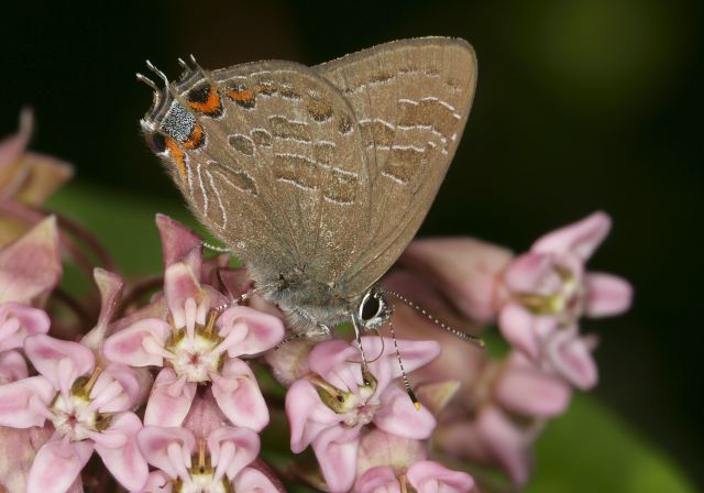 Calycopis cecrops Lycaenidae