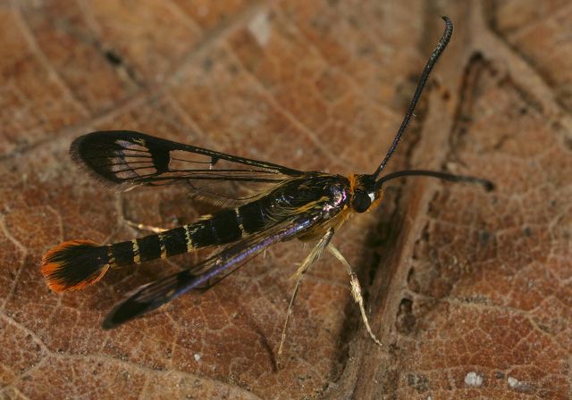 Synanthedon acerni Sesiidae