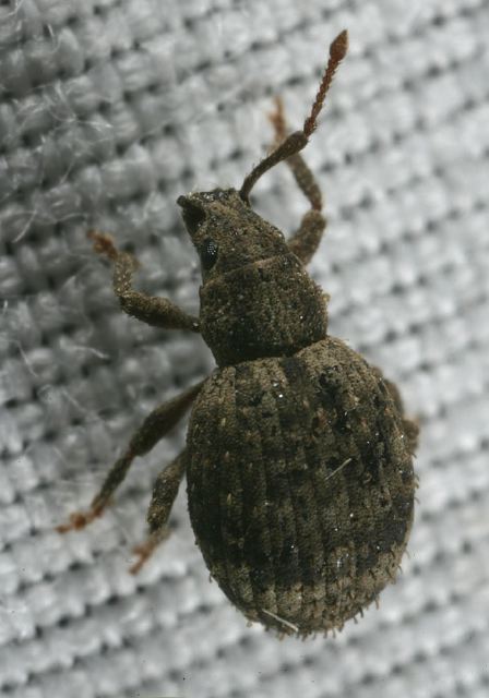   Curculionidae