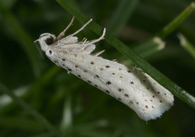 Yponomeuta multipunctella Yponomeutidae