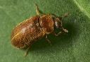 beetle_0567