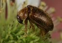 beetle_0572