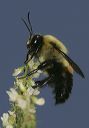 bombus_griseocollis_0695