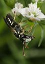 hylaeus_0446