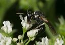 hylaeus_0549