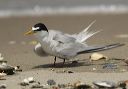 least_tern_0478