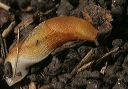 slug_0834