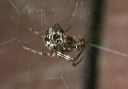 spider_0789