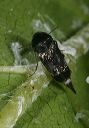 tumbling_flower_beetle0607