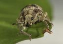 weevil_0523