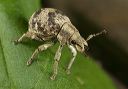 weevil_0532