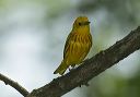 yellow_warbler_0629