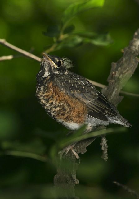 Turdus migratorius Turdidae