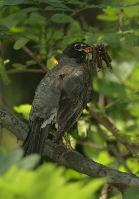 Turdus migratorius Turdidae