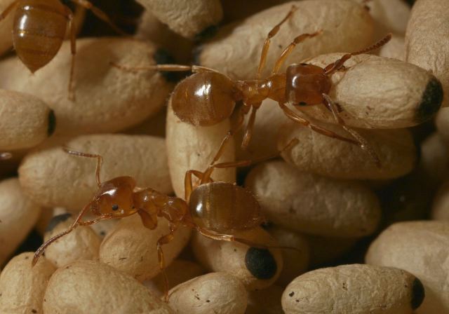 Lasius sp. Formicidae