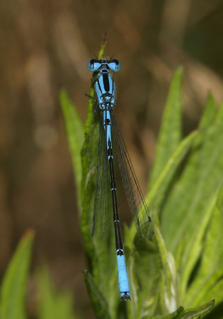 Enallagma aspersum Coenagrionidae