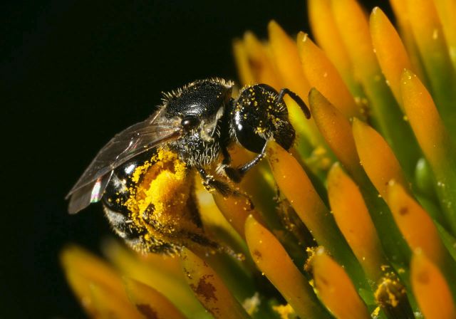 Lasioglossum pectorale Halictidae