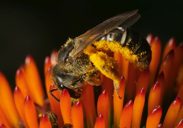 Halictus ligatus Halictidae