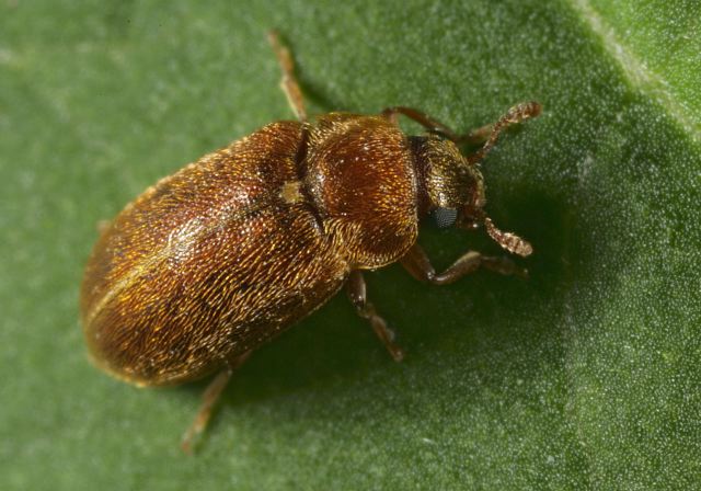 Byturus unicolor Byturidae