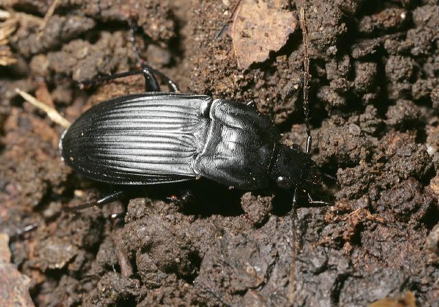 Dicaelus dilatatus Carabidae