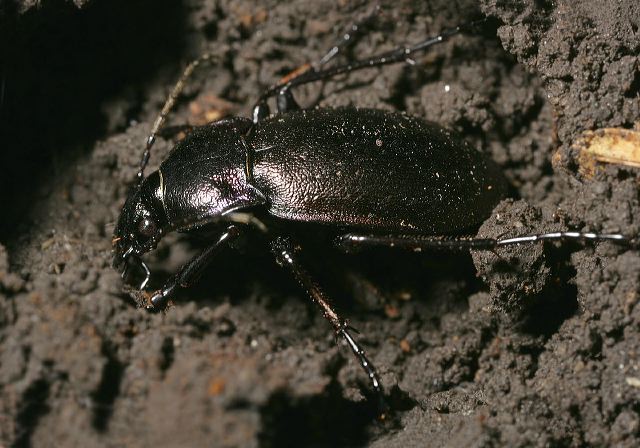 Carabus nemoralis Carabidae