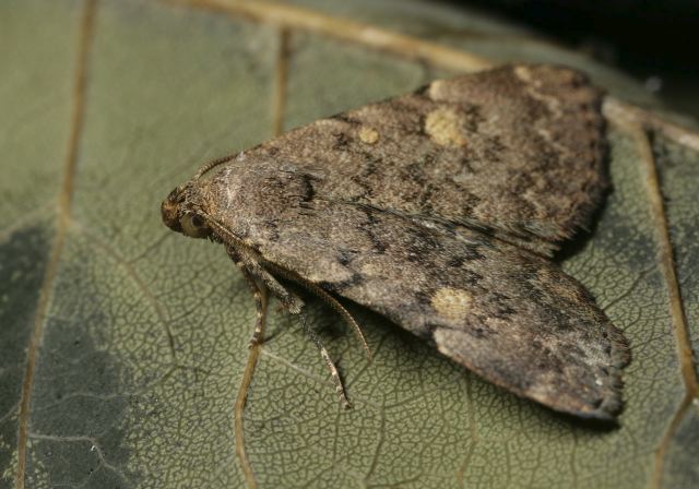 Idia aemula Erebidae