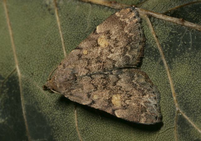 Idia aemula Erebidae