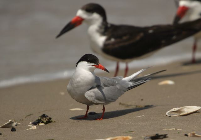 Sterna hirundo Laridae